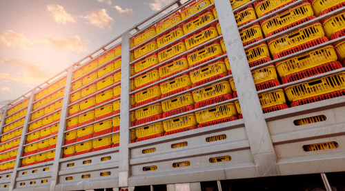 Geflügeltransport mit gestapelten Boxen – Lebensmittelhygiene ist bei Lebendtiertransporten ein entscheidender Faktor zur Seuchenprävention.